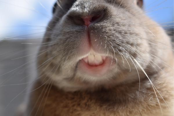 ¿Los conejos son roedores? - ¿Los conejos son roedores o lagomorfos?
