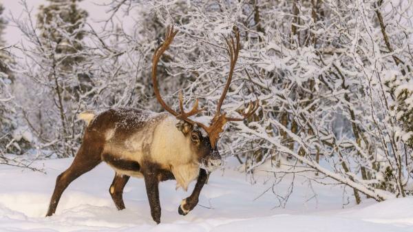 Animales que soportan el frío extremo: especies que viven bajo cero - Reno