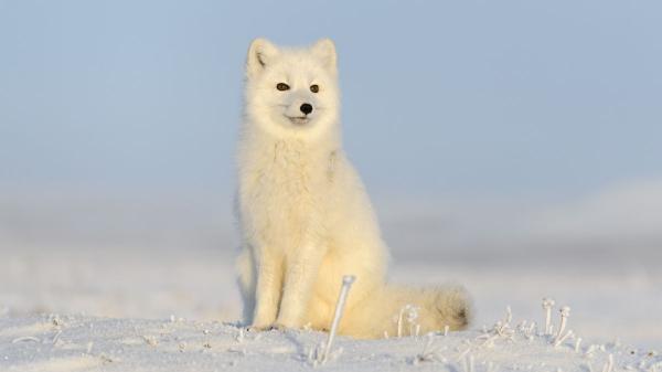 Animales que soportan el frío extremo: especies que viven bajo cero - Zorro ártico