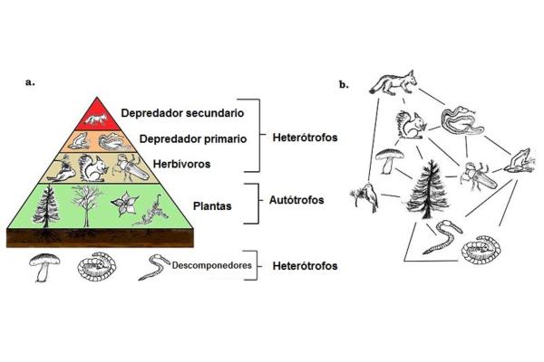 Heterótrofos: qué son, tipos y ejemplos - Características de los heterótrofos