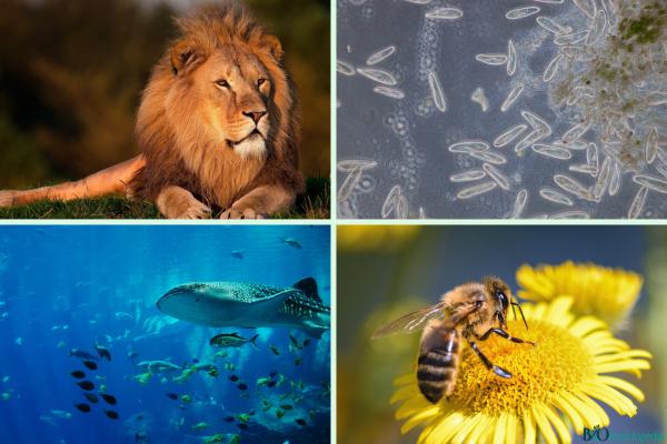 Heterótrofos: qué son, tipos y ejemplos - Ejemplos de heterótrofos