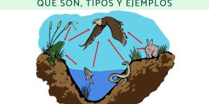 Heterótrofos: qué son, tipos y ejemplos