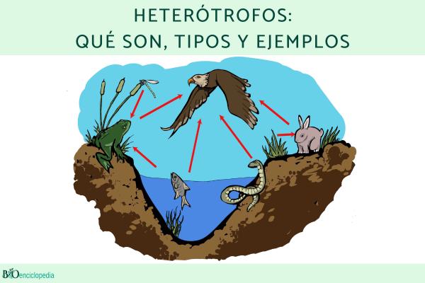 Heterótrofos: qué son, tipos y ejemplos