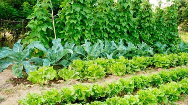 Hortalizas, verduras y plantas aromáticas que puedes plantar en el huerto en primavera para tener buenas cosechas - Hortalizas, verduras y plantas aromáticas para sembrar en el huerto y cosecharlas en primavera