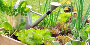 Hortalizas, verduras y plantas aromáticas que puedes plantar en el huerto en primavera para tener buenas cosechas