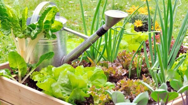 Hortalizas, verduras y plantas aromáticas que puedes plantar en el huerto en primavera para tener buenas cosechas