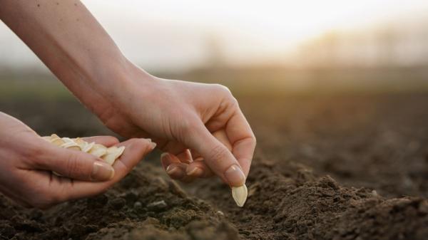 Hortalizas, verduras y plantas aromáticas que puedes plantar en el huerto en primavera para tener buenas cosechas - Hortalizas y verduras para sembrar en el huerto en primavera y cosecharlas en verano