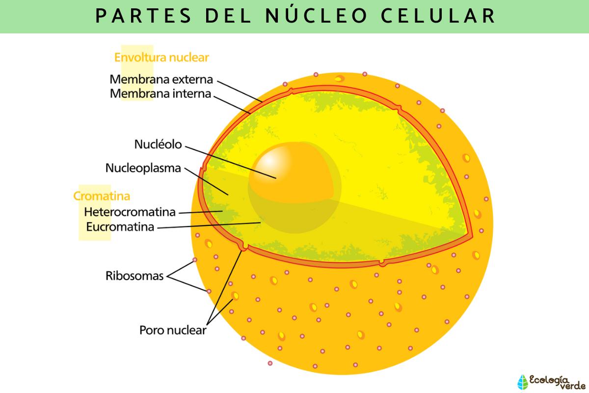 Núcleo Celular Qué Es Características Partes Y Función Resumen