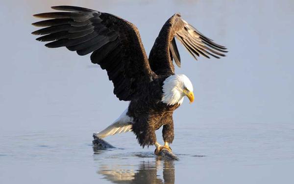 Águila Calva - Alimentación del águila calva