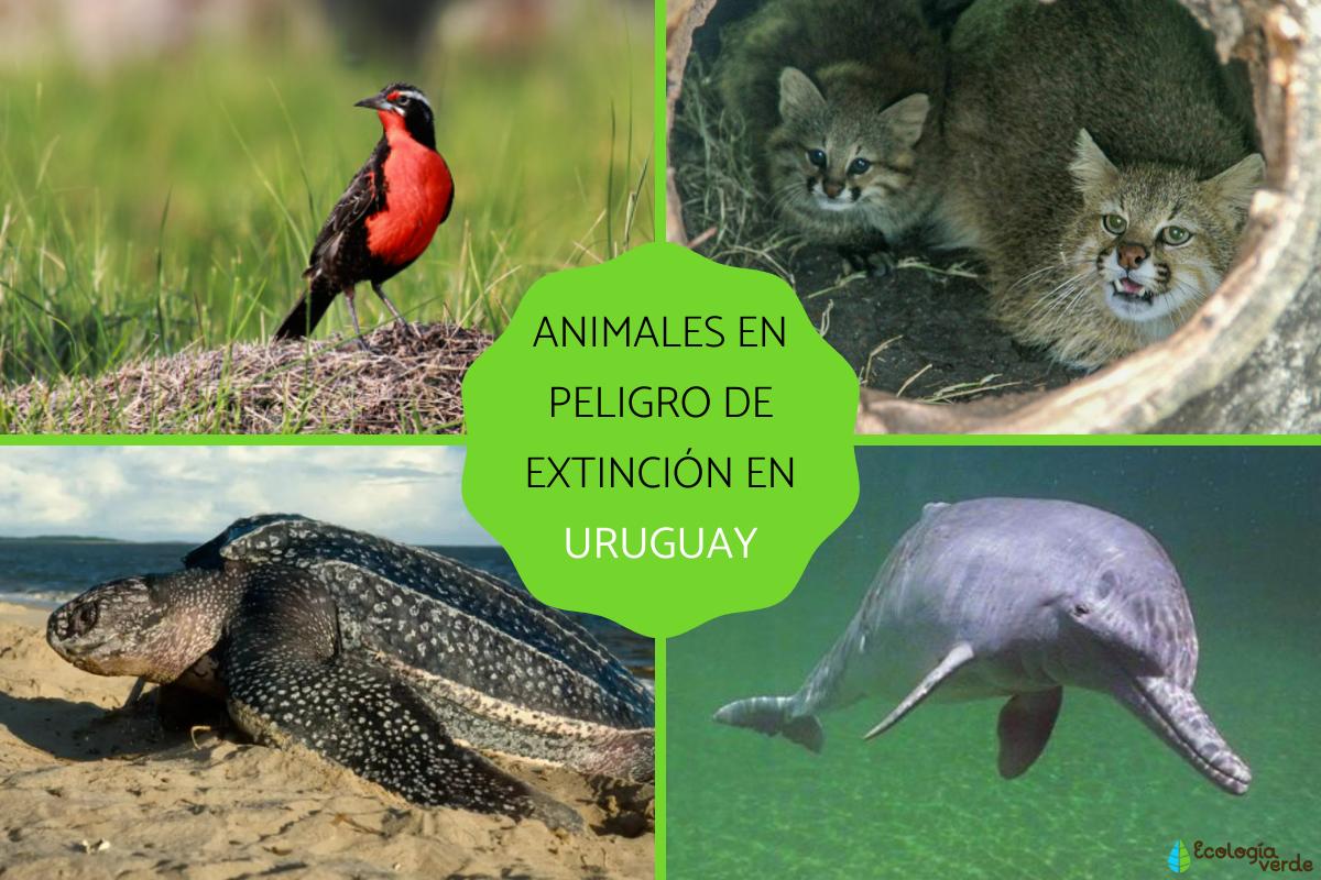 Animales en peligro de extinción en Uruguay