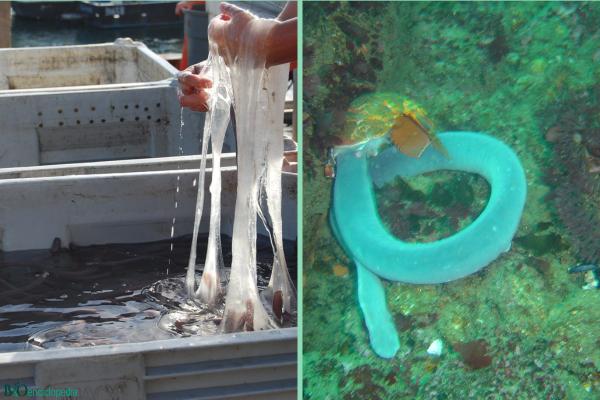 Pez bruja o mixino - Comportamiento del pez bruja