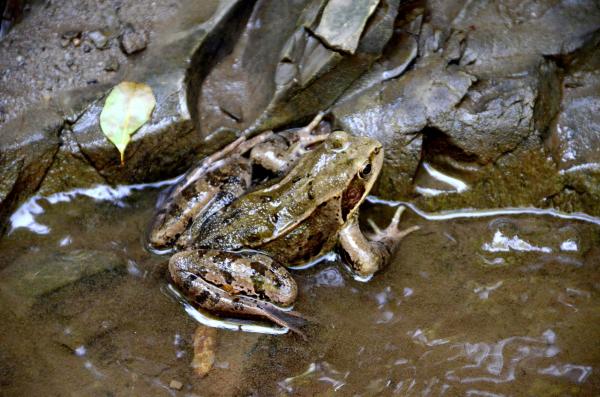 Ríos - Fauna y flora de los ríos