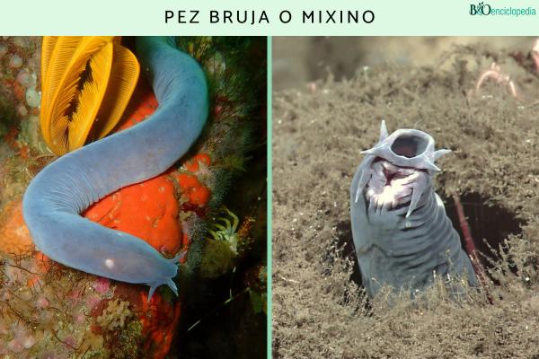 Pez bruja o mixino