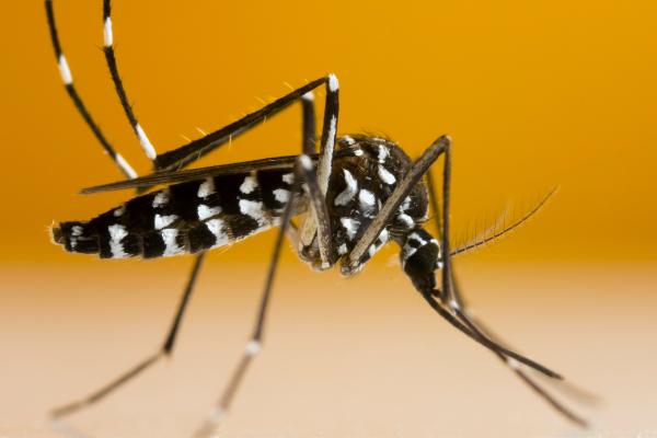 Tipos de mosquitos - Aedes albopictus