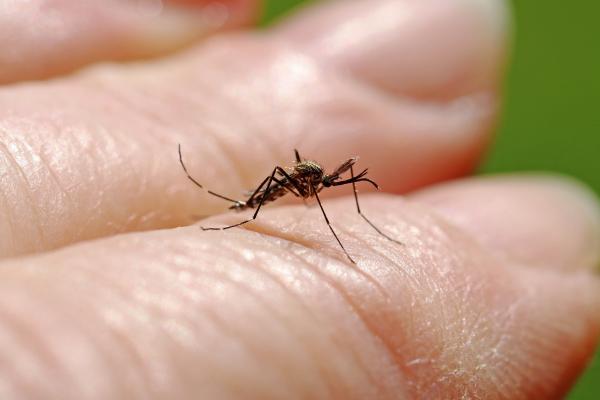 Tipos de mosquitos - Aedes japonicus