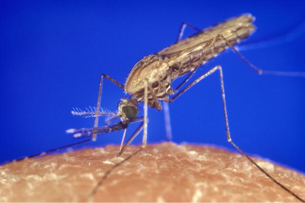 Tipos de mosquitos - Anopheles gambiae