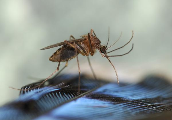 Tipos de mosquitos - Culiseta melanura