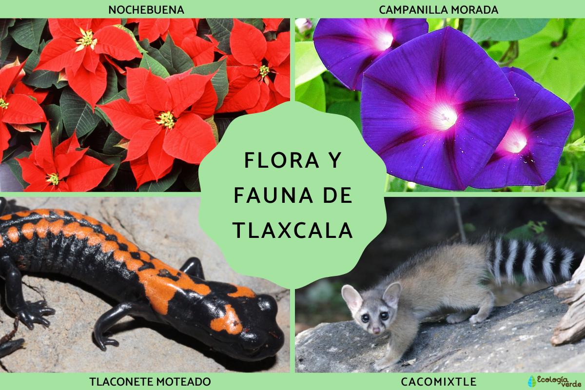 Flora y fauna de Tlaxcala