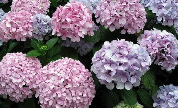 Plantas y flores perfectas para jardines de interior - Hortensias 