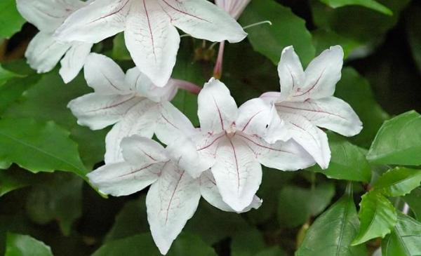 Plantas y flores perfectas para jardines de interior - Mackaya bella 