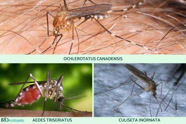 Tipos de mosquitos - Otros tipos de mosquitos