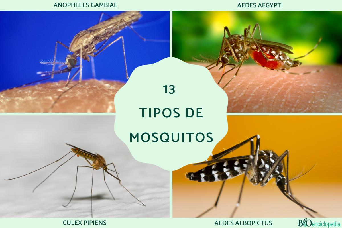Tipos de mosquitos