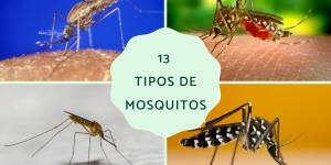 Tipos de mosquitos