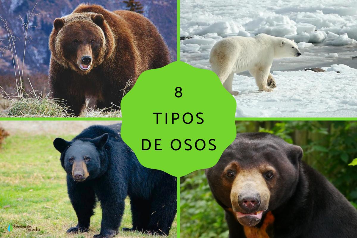 Tipos de osos