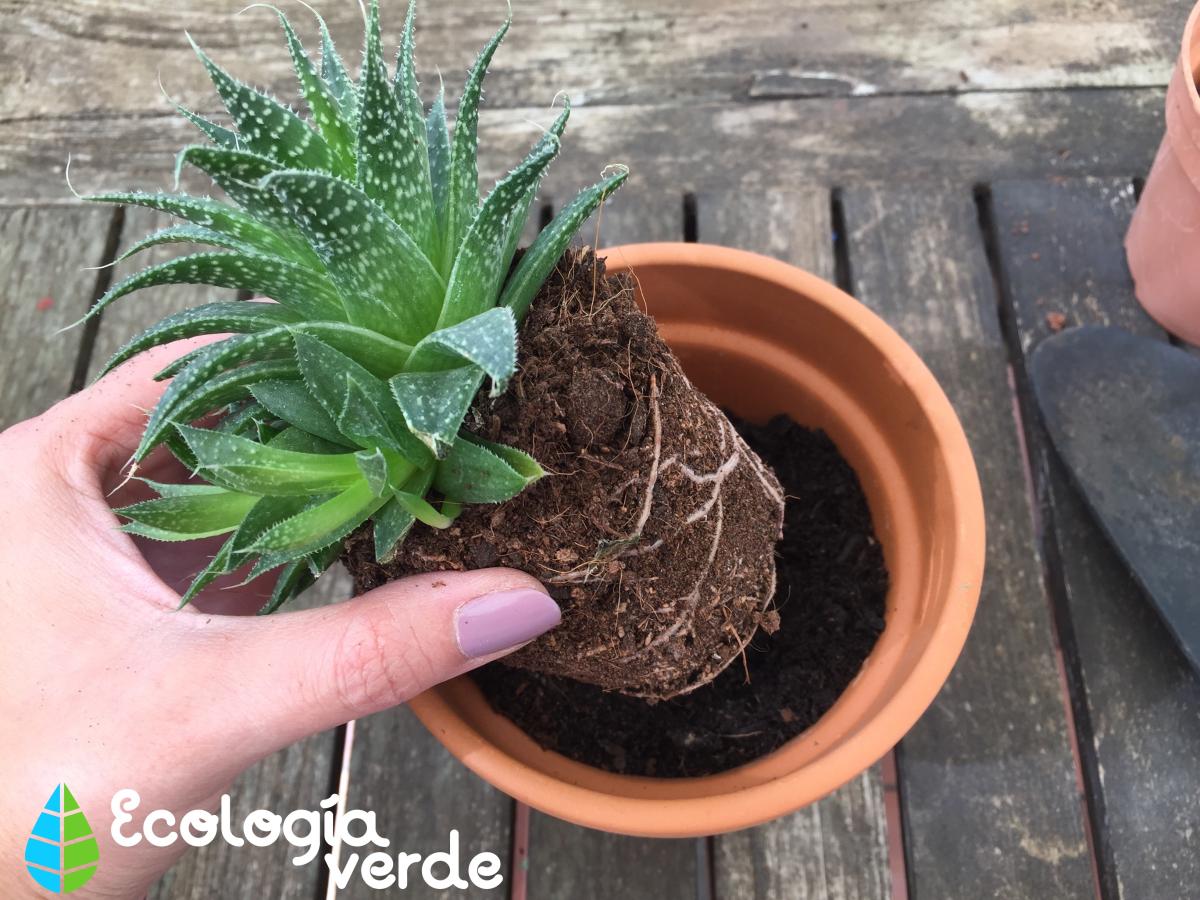 Trasplantar una planta: cuándo y cómo hacerlo