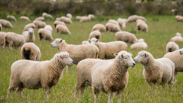 Una finca ganadera llegó a tener 40.000 ovejas: hoy sus 62.000 hectáreas albergan más de 40.000 parejas de pingüino - De más de 40.000 ovejas a un espacio protegido