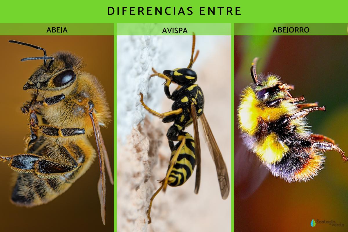 Diferencia entre abeja, avispa y abejorro