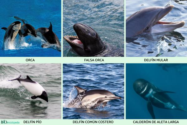 Tipos de delfines - Familia Delphinidae 