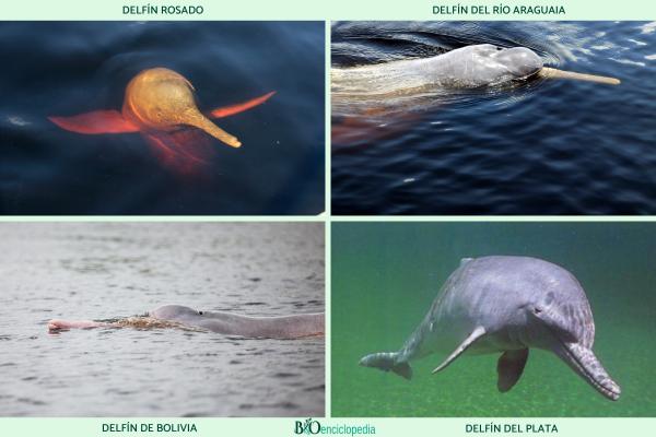 Tipos de delfines - Familia Iniidae 