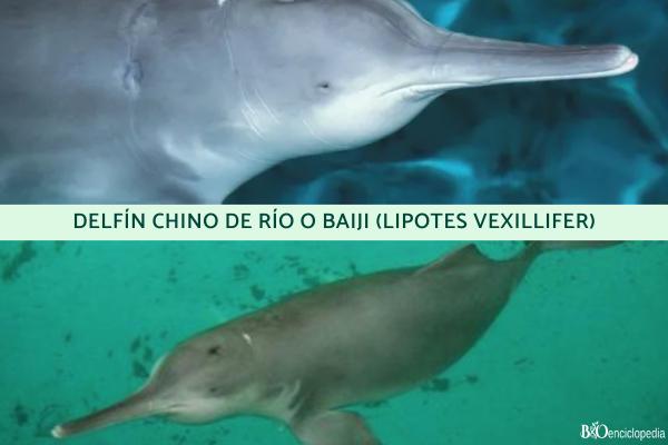 Tipos de delfines - Familia Lipotidae 