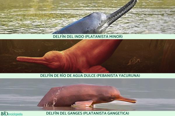 Tipos de delfines - Familia Platanistidae 