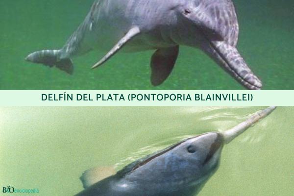 Tipos de delfines - Familia Pontoporiidae 