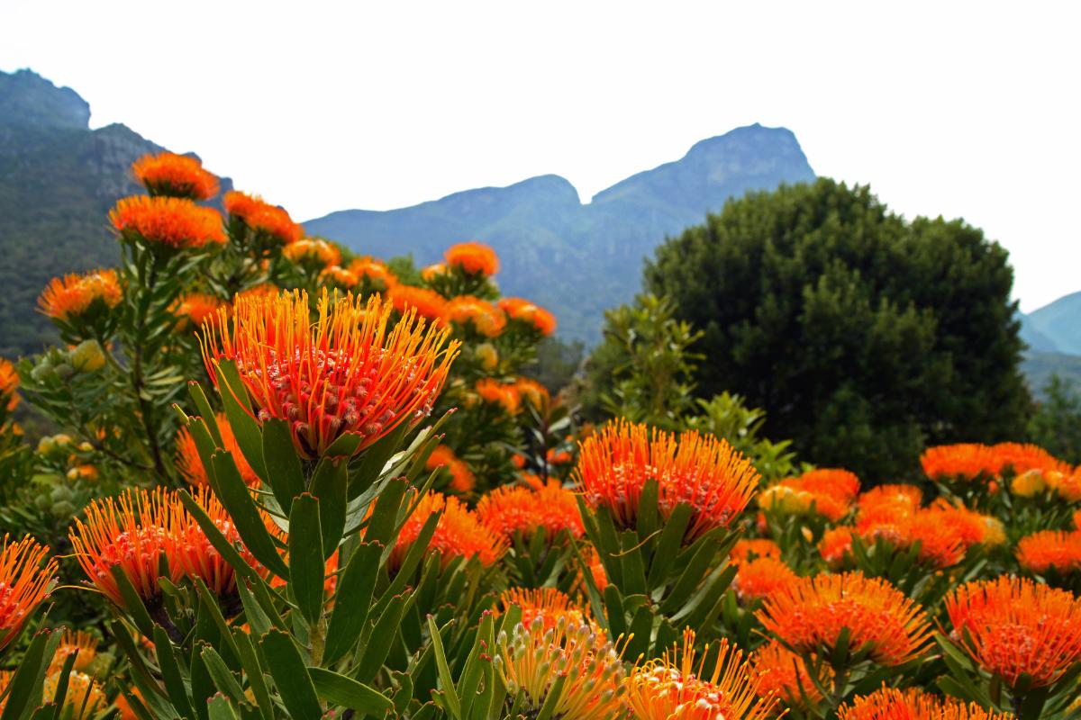 Fynbos: qué es, flora y fauna