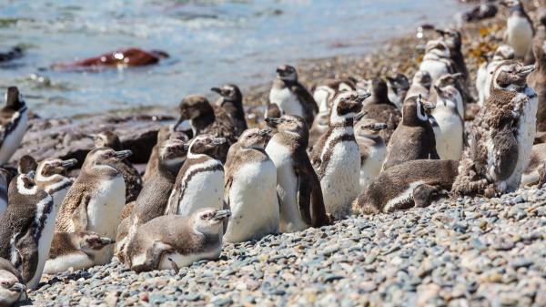 Una finca ganadera llegó a tener 40.000 ovejas: hoy sus 62.000 hectáreas albergan más de 40.000 parejas de pingüino - Más de 40.000 parejas de pingüinos de Magallanes