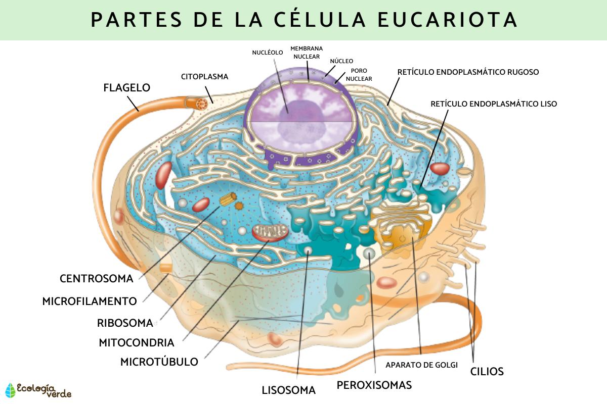 Estructura De La C lula Eucariota Partes Fundamentales Y Funciones BPKTT Estructura De La C lula Eucariota Partes Fundamentales Y Funciones BPKTT