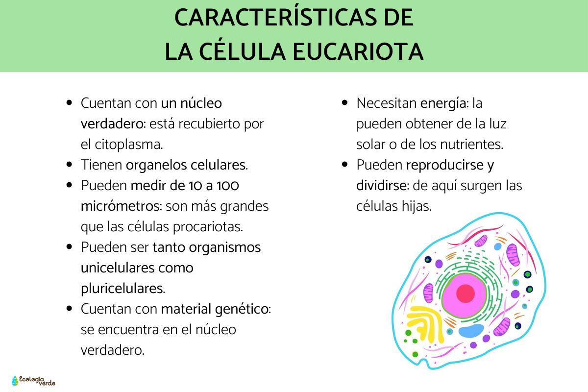4 3 C lulas Eucariotas C lula Eucariota Qu Es Caracter sticas 4 3 C lulas Eucariotas C lula Eucariota Qu Es Caracter sticas