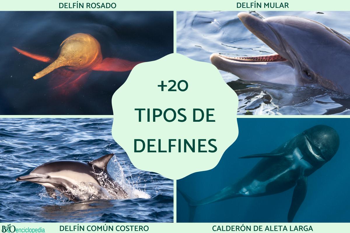 Tipos de delfines