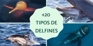 Tipos de delfines