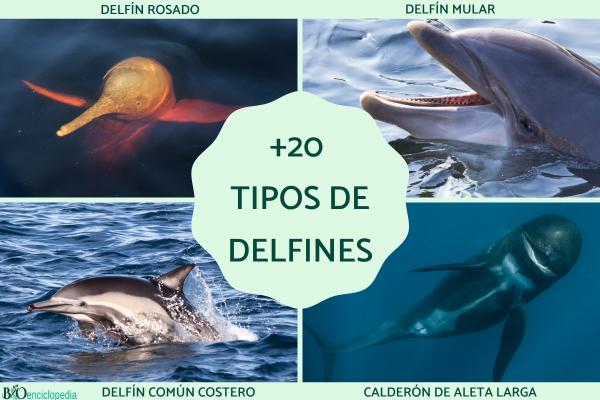 Tipos de delfines