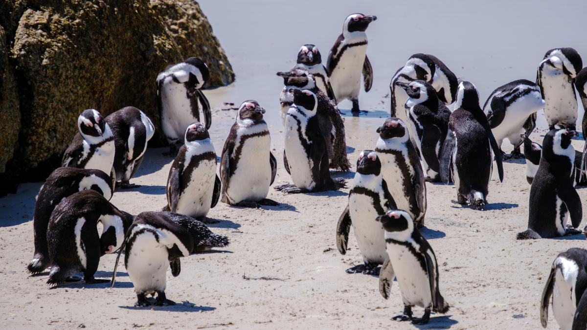 Una finca ganadera llegó a tener 40.000 ovejas: hoy sus 62.000 hectáreas albergan más de 40.000 parejas de pingüino