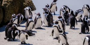 Una finca ganadera llegó a tener 40.000 ovejas: hoy sus 62.000 hectáreas albergan más de 40.000 parejas de pingüino