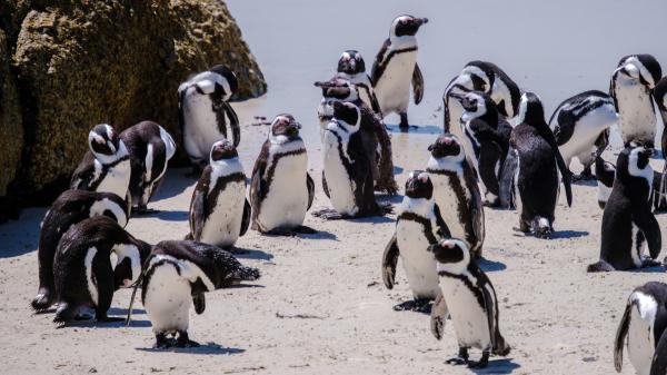 Una finca ganadera llegó a tener 40.000 ovejas: hoy sus 62.000 hectáreas albergan más de 40.000 parejas de pingüino