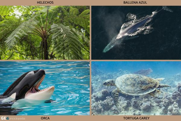 Volcán Tonga - Flora y fauna del volcań Tonga