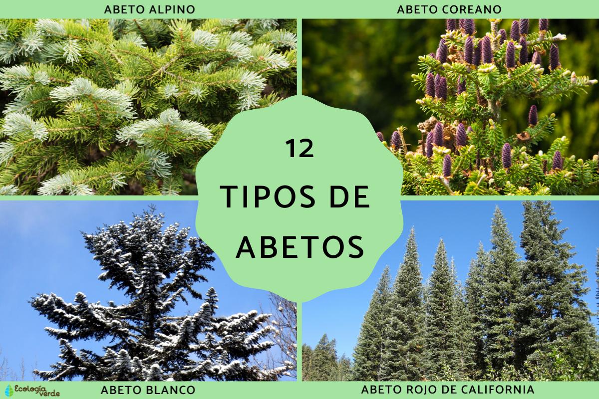 Tipos de abetos