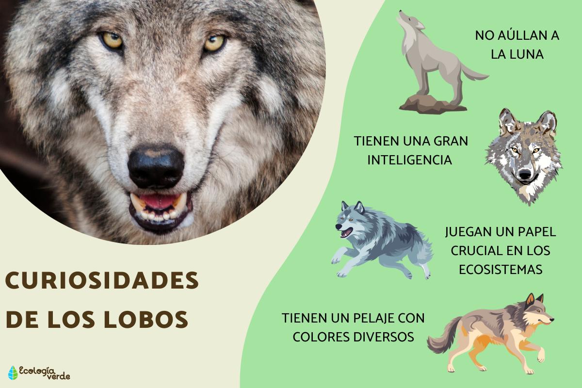Curiosidades de los lobos