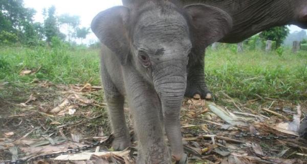 El elefante de Sumatra está en peligro de extinción